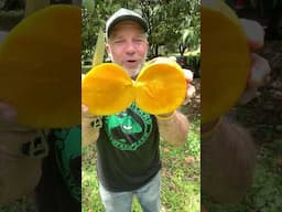 The Kent variety mango