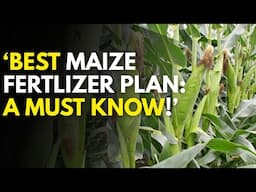 Best Fertilizer for Maize: How to Apply for Maximum Yields