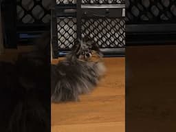 Little Gidget really wants to meet her kitty