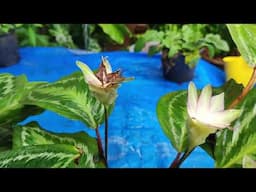 Calathia Loeseneri / Rosiopicta / Brazilian Star /  plants care/ how to bring flowers /care