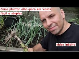 Plante Alho-poró em casas em vasos até em pet, fácil e simples