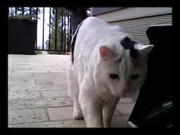 Hello Kitty to camera video clip
