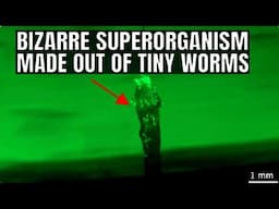 Mind-blowing Video of Worms Merging into a Superorganism Filmed by Scientists