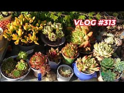 SUCCULENT RESET & REPOT | VLOG #313 - Growing Succulents with LizK