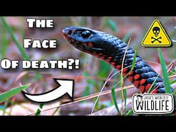 How DEADLY Is The BITE Of The RED BELLY BLACK SNAKE?
