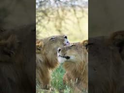 Who do you want to be next to? #lions #wildlife #happy #love #aarzookhurana