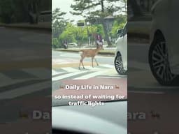 On the way to City Office in Nara