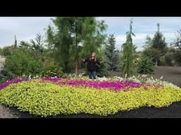Supertunia Mini Vista Yellow--A September Update!