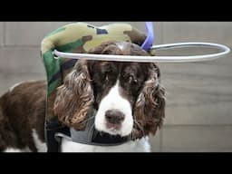 This Blind Pup's Halo Is More Than Practical...Because She's Actually An Angel 🥹
