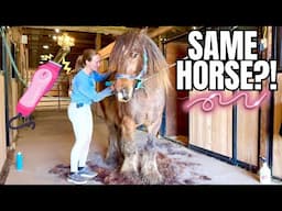 Unique Gypsy Vanner Transforms With A FULL Body Clip!!!