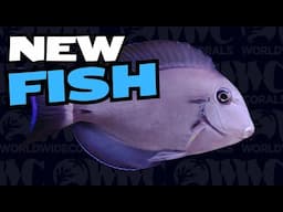 New saltwater fish - Eye Line Tang and Fox Face