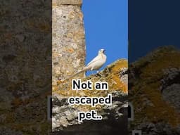 Is this the RAREST bird I've ever filmed? #birds #wildlife #nature