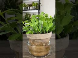 How to MIRACULOUSLY Propagate Christmas Cactus from Just Leaves