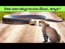 ANTEATER దాడి ఎందుకు చాలా ప్రమాదకరం | WHY ANTEATERS ATTACK IS SO DANGEROUS | amazon animals