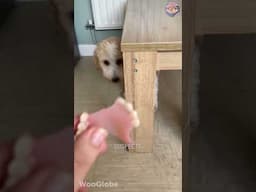Innocent? Pawsibly Not! Dogs Destroy Mom’s Smile & Play Dumb 😬