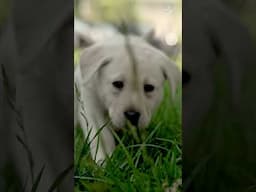 WCC #Shorts: It is a rainy Monday here in Boyds, Maryland, so #PressPlay for a #BetterDay!