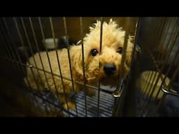 We can stop puppy mills!