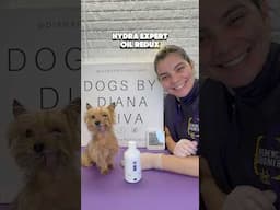 Hydra Expert Oil Redux #dogs #yorkie #doggroomingtips