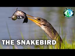 The Bizarre Bird That Hunts Like a Snake