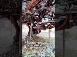 This GIANT Rosebush in Tombstone is Unreal!