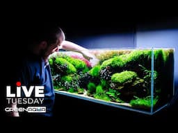🔴LIVE Planted Aquarium with Lo-Fi Chill Music🍀🎵 | Green Aqua Live Stream #6