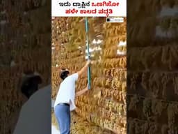 Traditional Method of Making Dry Grapes! #shorts #drygrapes #traditionalmethod #grapes