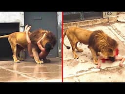 If These 15 Zoo Moments Were Not Filmed, No One Would Believe It