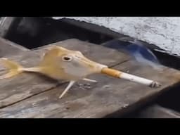 YOU LAUGH YOU SMOKE