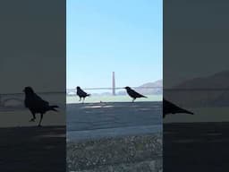 GOLDEN GATE PROMENADE BEACH SAN FRANCISCO