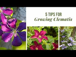Clematis Growing Guide: 5 Things Every Gardener Should Know 🌸 #gardentips #clematis #verticalgarden