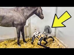 Unexpected Discovery During Horse Birth — Vet’s Jaw Drops!