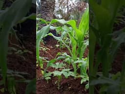 beautiful corn raising #farming #corn