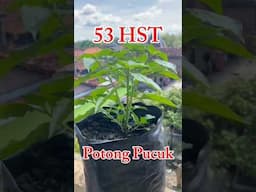 Tanam Cabe tanpa Semai di Polybag / how to plant chilies #caberawit #rawitkaliber #cabepolybag