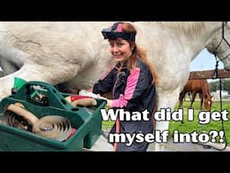 Horse Grooming: What No One Talks About😅 | Volunteering at an amazing California Sanctuary