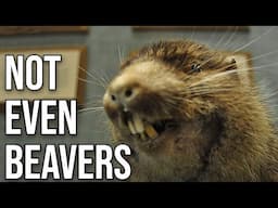 The "Mountain Beaver": Not What They Seem