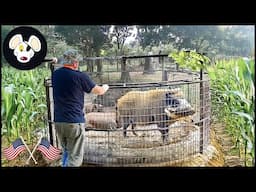 Incredible ! Here's How Louisiana Farmers Trap Millions Of Giant Wild Hogs | Wild Boar Trap
