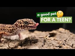 Thinking of a Leopard Gecko for Your Child? Watch This First!