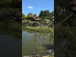 Wildlife safari train ride 2