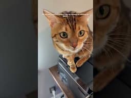 Geico #meows #cat #bengalcatsworld #viralshort #cattype