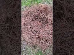 Mulching blueberries with pine needles… #plantingblueberries #growingblueberries #gardentips n