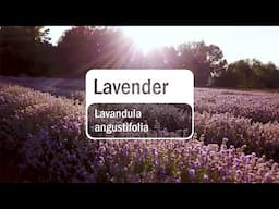 doTERRA Lavender Essential Oil