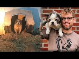 From Chained to Cherished: This Dog Dad Changed Her Life