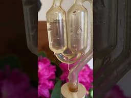 Two Gallons of Wine from Homegrown Grapes and Berries