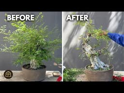 How I Turned an Old Stump into a Bonsai – Chinese Elm Transformation