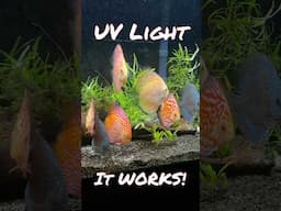 Cleared Up my Cloudy Tank- FAST!