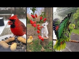 Cute and funny ANIMALS.🐯 And Some Just Interesting Moments.🐷Videos🔶 Сompilation # 1🔶