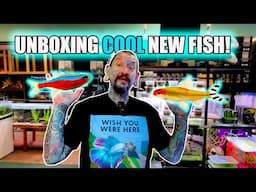 THESE LONGFIN TROPICAL FISH ARE FANCY! Pauls Aquariums Live Fish Unboxing!