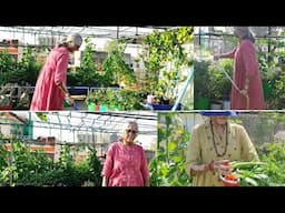How I maintain my terrace garden without the help of maali