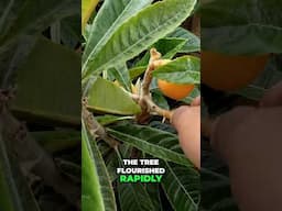 Growing Loquats: From Container to Ground – A Sweet Success Story! 🌳🍑
