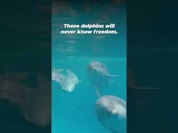 Another generation of dolphins trapped at SeaWorld